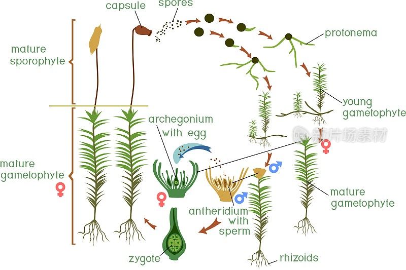 苔藓生命周期。有标题的普通毛冠藓(Polytrichum commune)生活史图